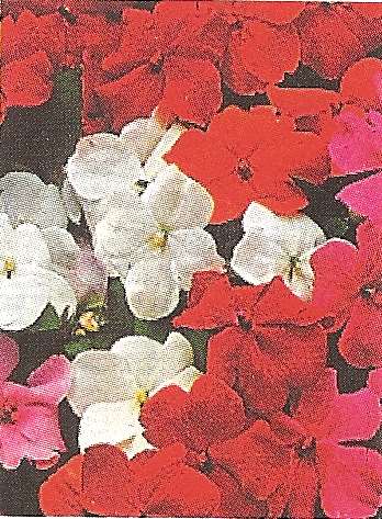 IMPATIENS NANO BABY MISCUGLIO GR.1 - Foto 2